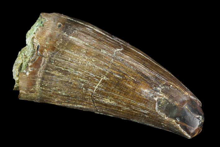Rare, Fossil Deinosuchus Tooth - Aguja Formation, Texas #116667